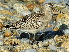 Bar-tailed Godwit