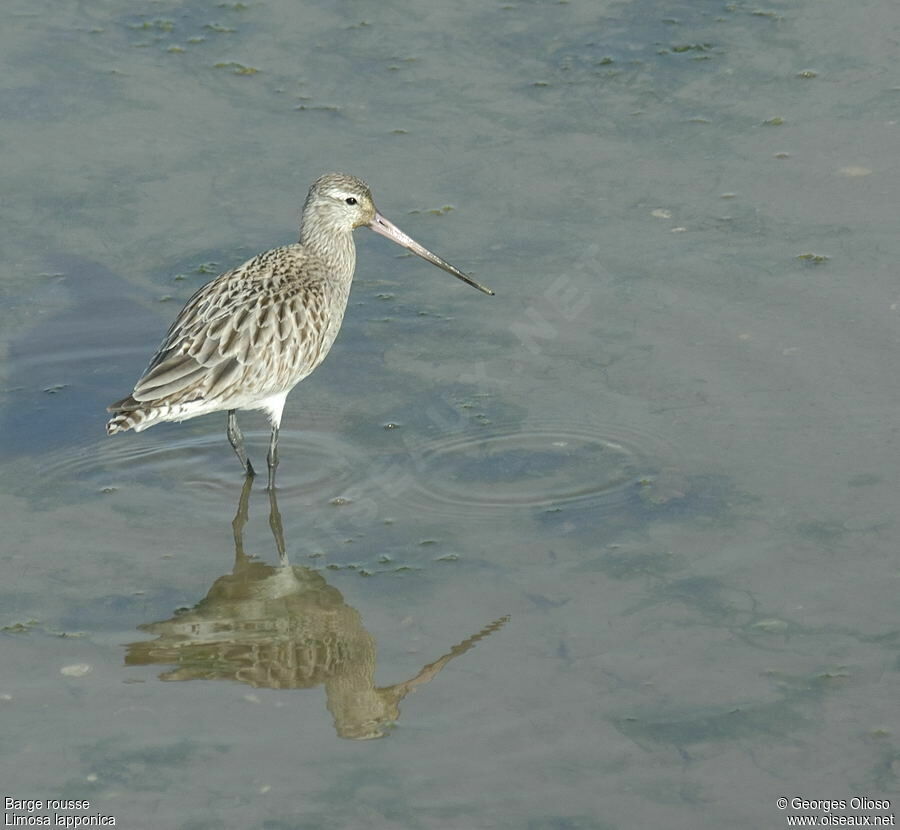 Bar-tailed Godwitadult post breeding, identification