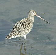 Bar-tailed Godwit