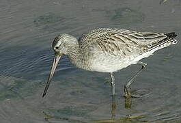 Bar-tailed Godwit