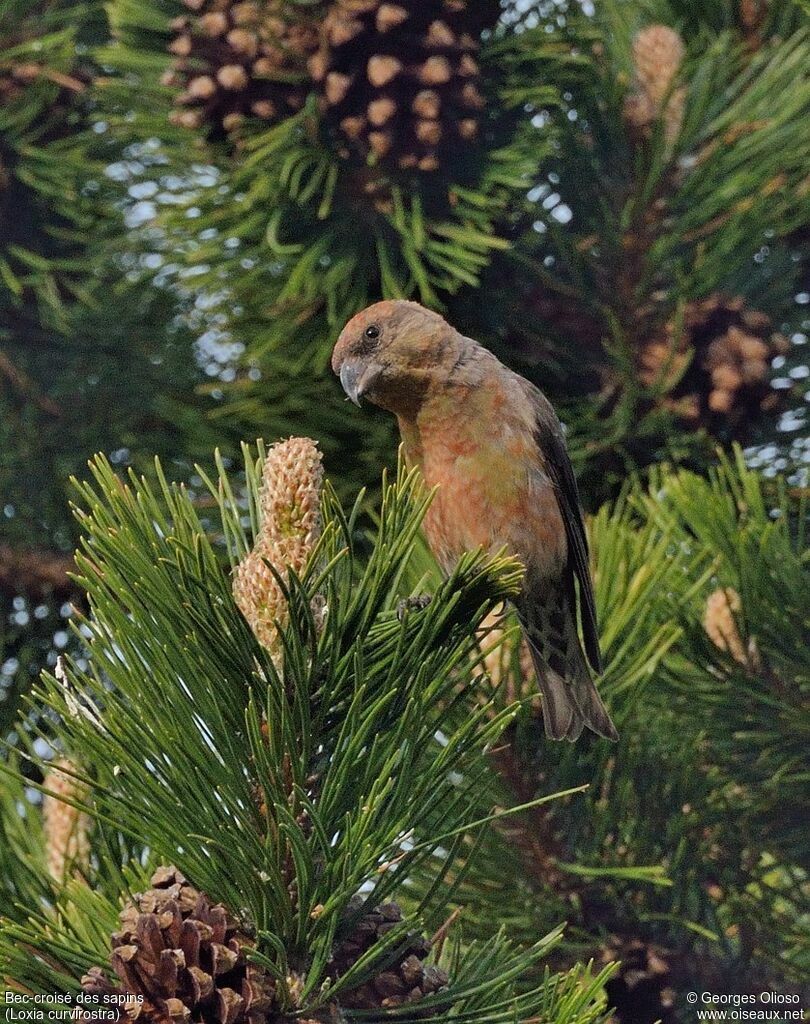 Bec-croisé des sapins mâle adulte nuptial, identification