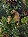 Bec-croisé des sapins