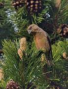 Red Crossbill