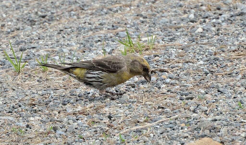 Red Crossbill female Second year, identification