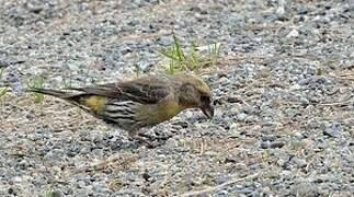 Red Crossbill