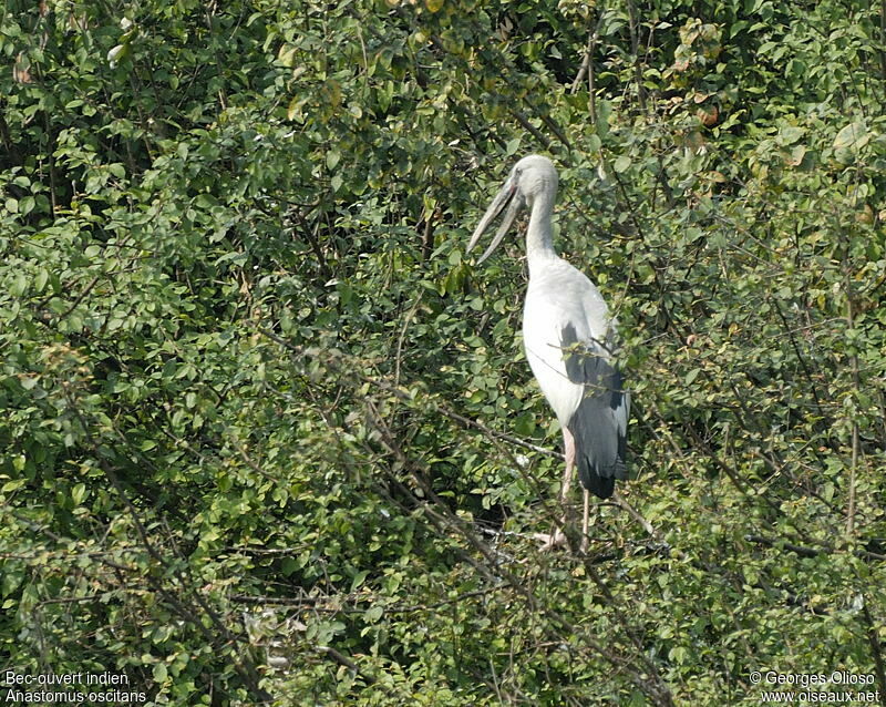 Asian Openbilladult, identification