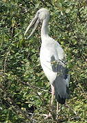 Asian Openbill