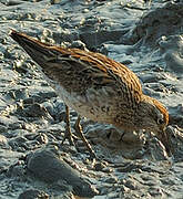 Sharp-tailed Sandpiper