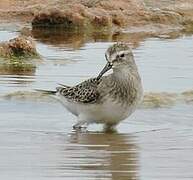 White-rumped Sandpiper