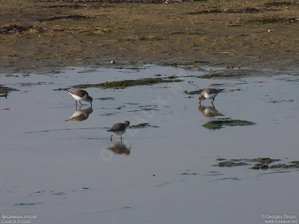 Little Stint