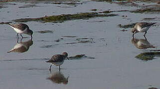 Little Stint