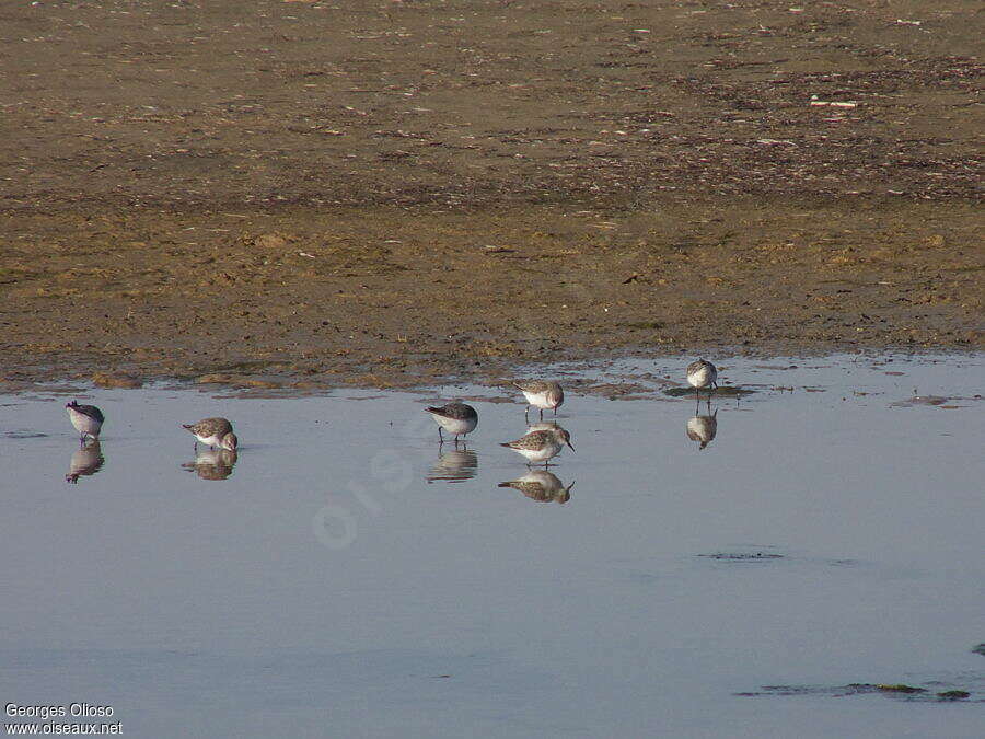 Bécasseau minute, habitat, pêche/chasse