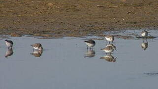 Little Stint