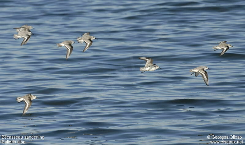 Sanderling