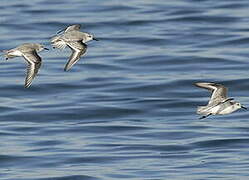 Bécasseau sanderling