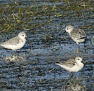 Bécasseau sanderling