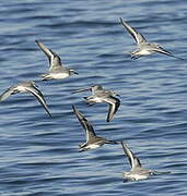 Bécasseau sanderling