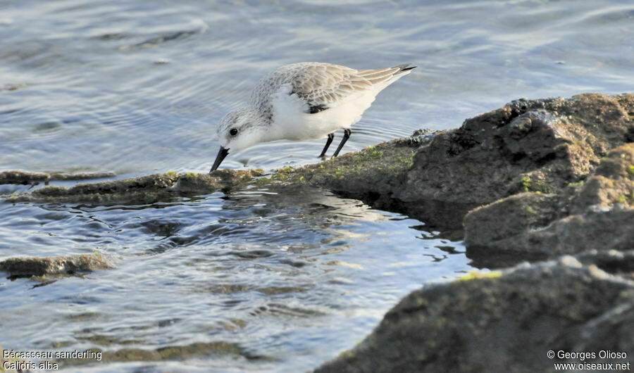 Bécasseau sanderling, identification, régime