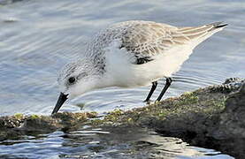 Sanderling