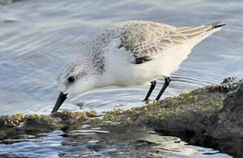 Bécasseau sanderling