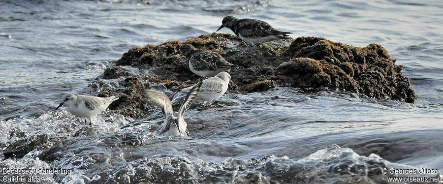 Bécasseau sanderling, identification, Comportement