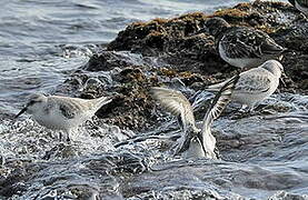 Bécasseau sanderling