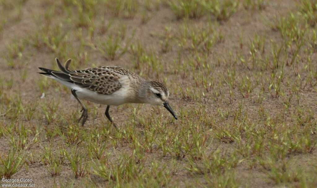 Semipalmated SandpiperFirst year, walking, fishing/hunting, Behaviour