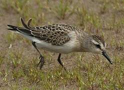 Semipalmated Sandpiper