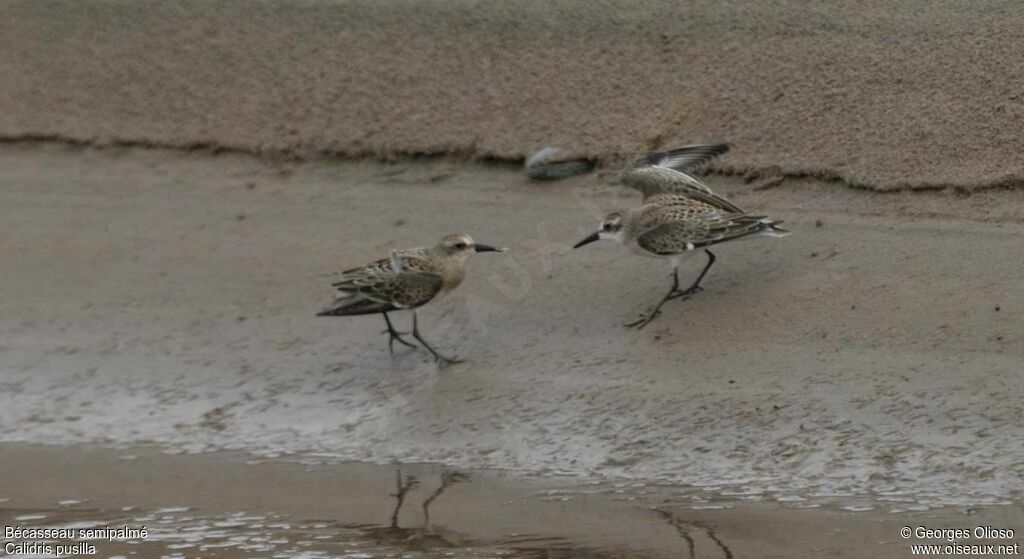 Semipalmated SandpiperFirst year, identification, Behaviour