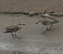 Semipalmated Sandpiper