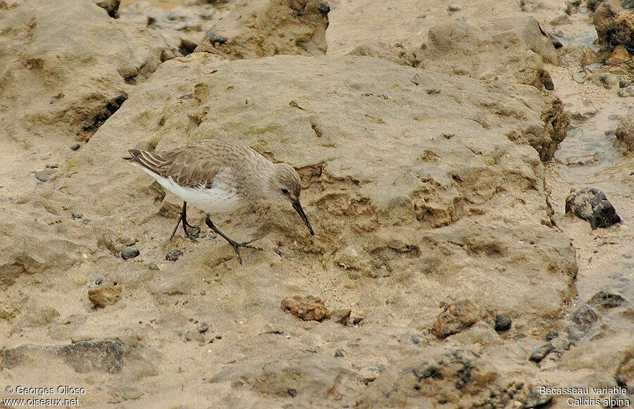 Bécasseau variable