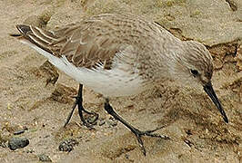 Dunlin