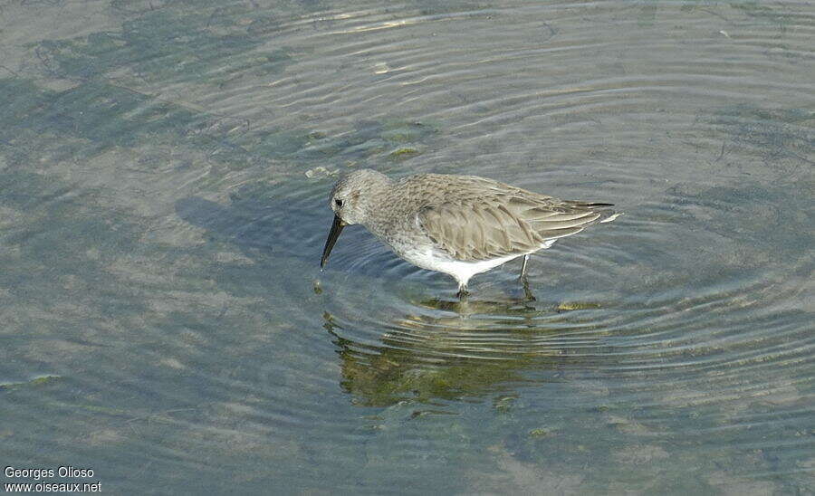 Dunlinadult post breeding, identification, Behaviour