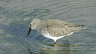 Dunlin