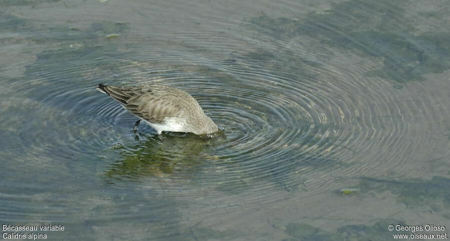 Dunlin, Behaviour