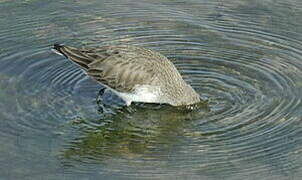 Bécasseau variable