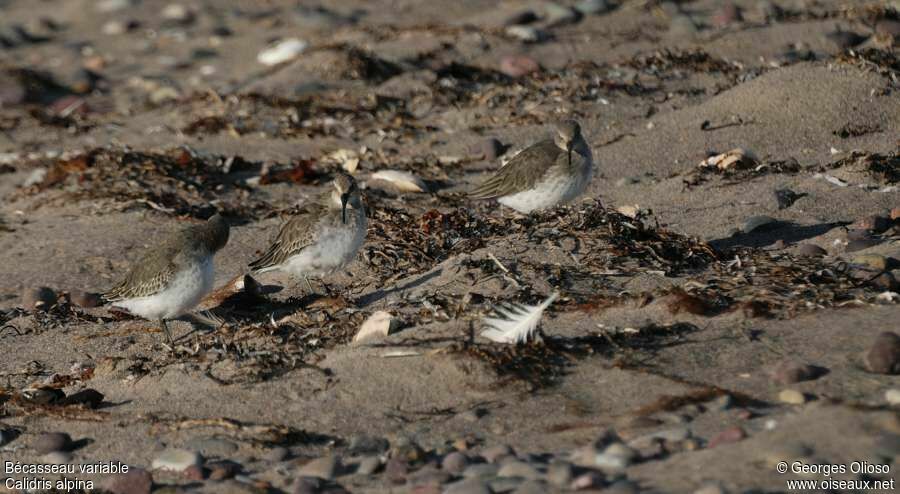 Dunlin, identification