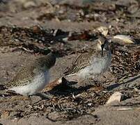 Dunlin