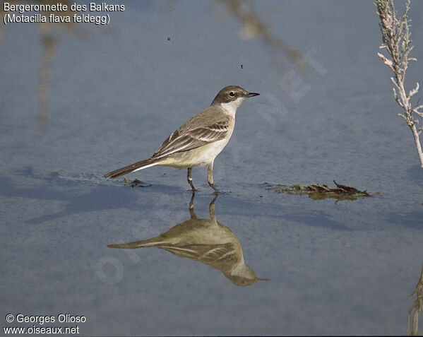 Western Yellow Wagtail (feldegg)