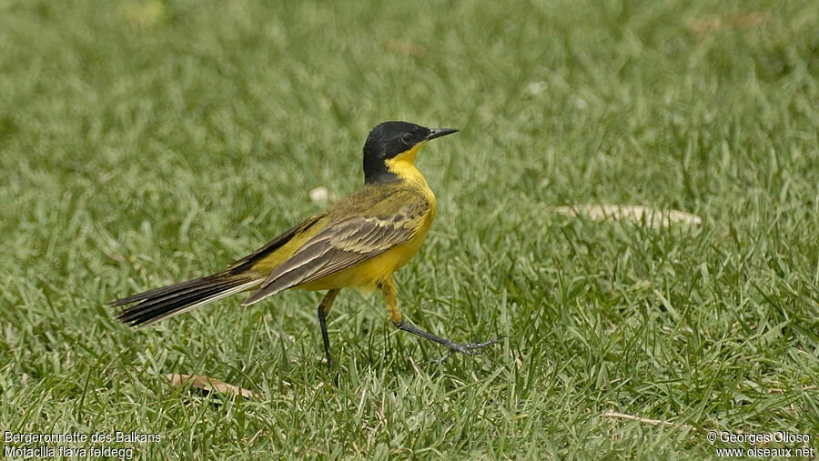 Western Yellow Wagtail (feldegg) male adult breeding, identification