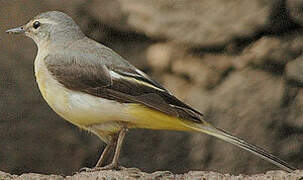 Grey Wagtail