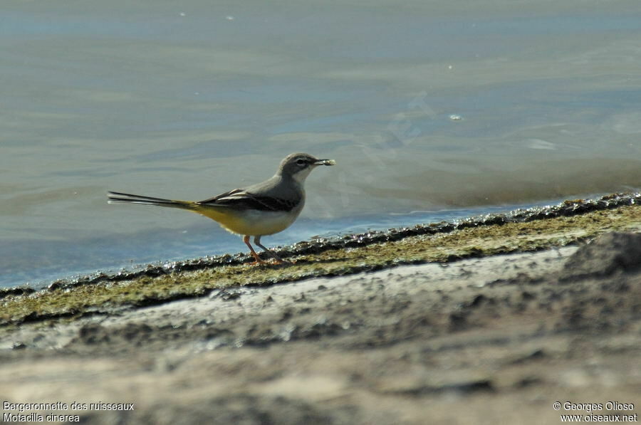 Grey Wagtail