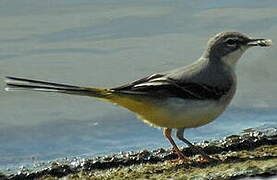 Grey Wagtail