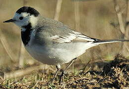 White Wagtail