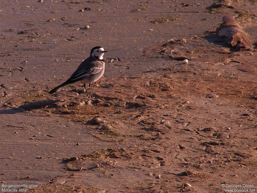 White Wagtailadult post breeding