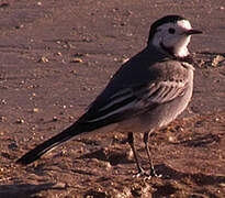 White Wagtail