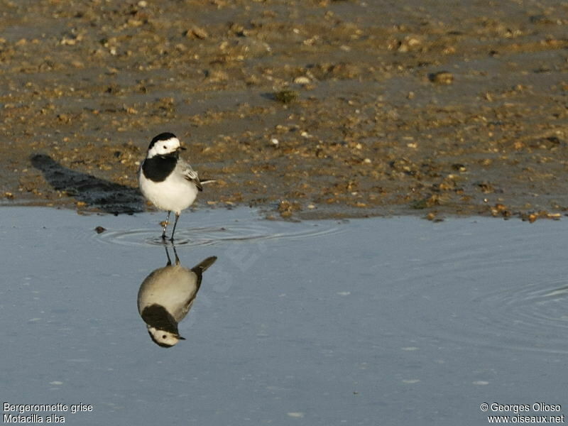 Bergeronnette griseadulte, identification