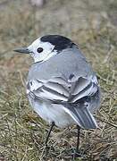 White Wagtail