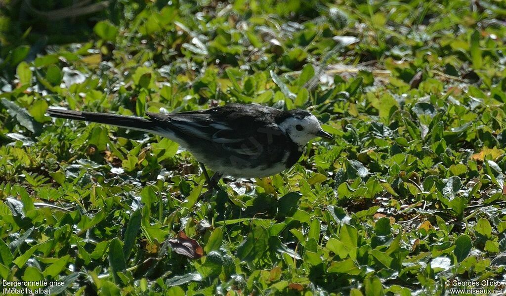 White Wagtail, identification