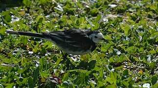 White Wagtail